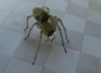 pók